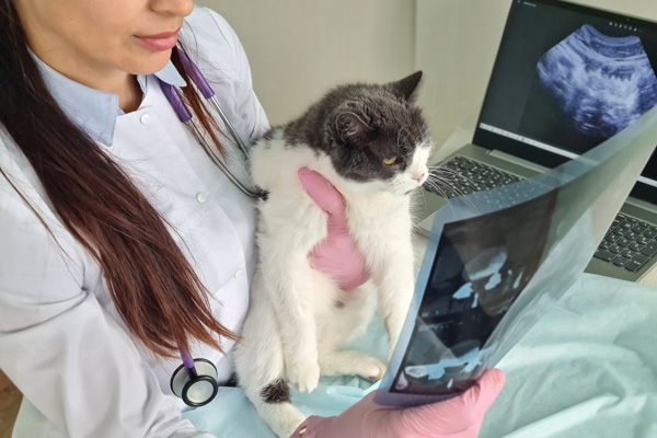 Pet Ultrasonography