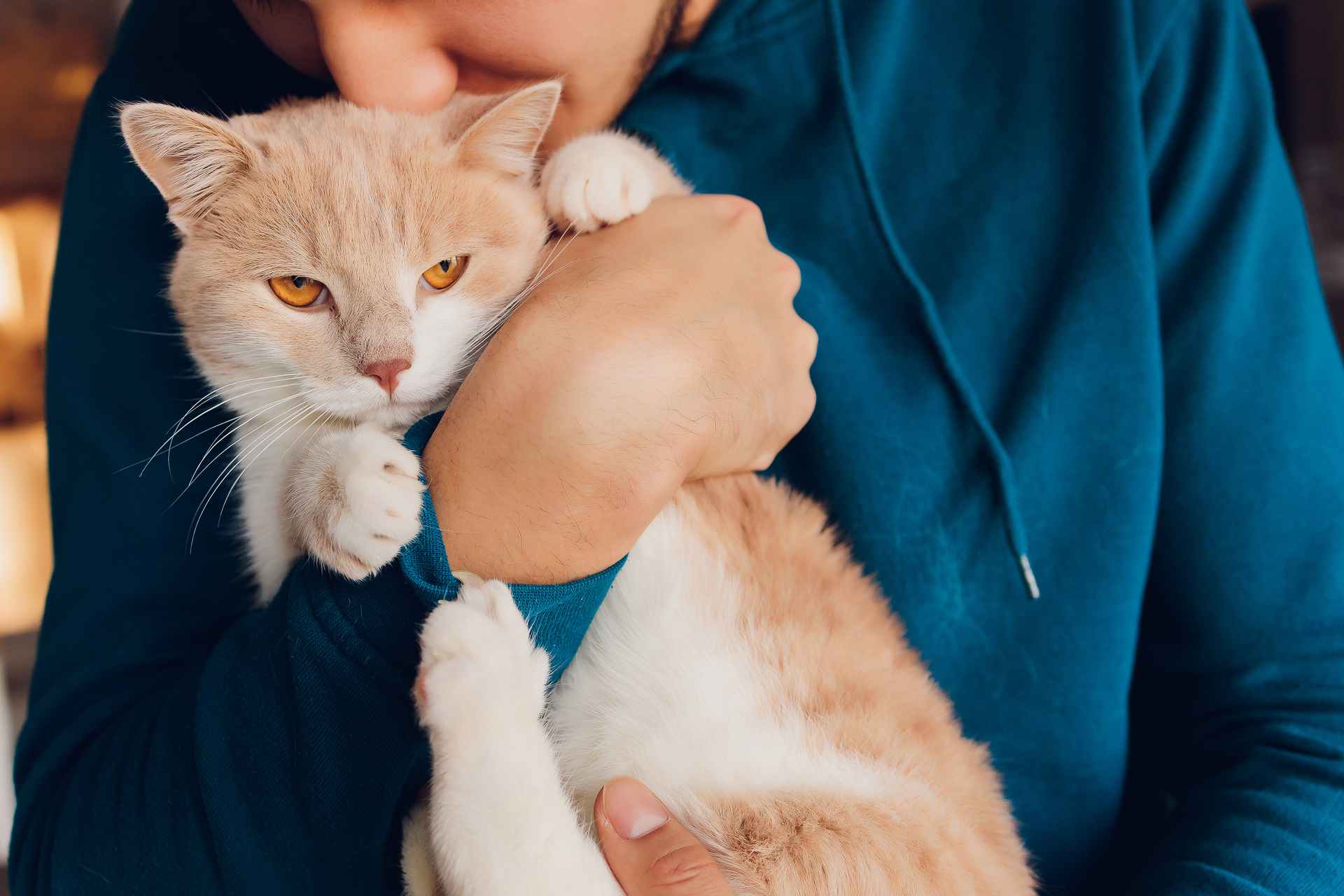 Pet Echocardiograms In Madison, WI 53719 Sondel Family Veterinary Clinic